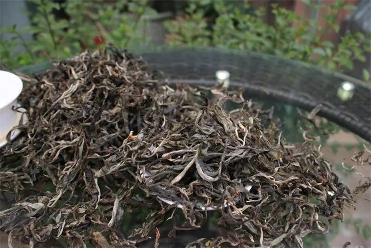 2023冰島古樹春茶品質(zhì)如何？