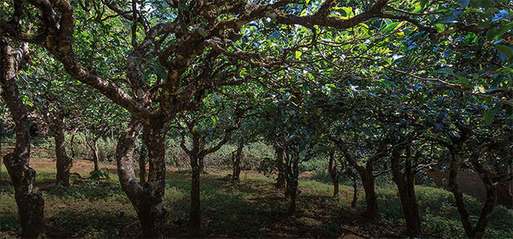 2023年小戶賽古樹春茶品質怎么樣？