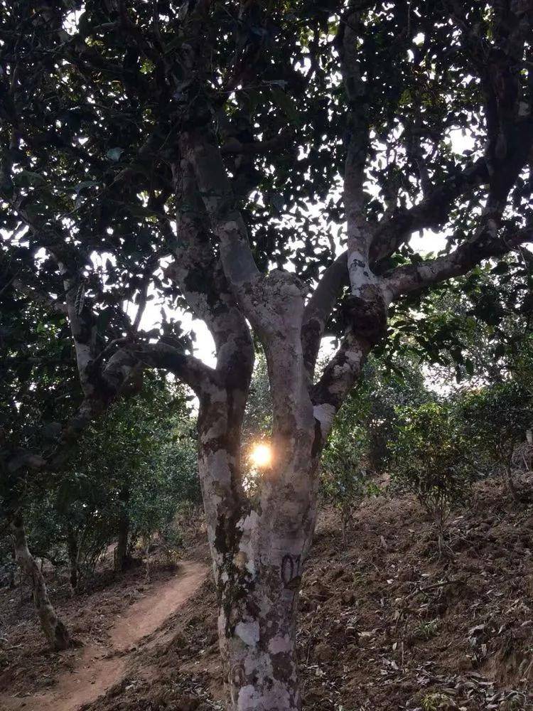 2023小戶賽古樹(shù)春茶口感是什么？