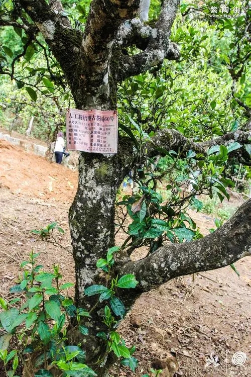 2023年小戶賽古樹春茶特點是什么？