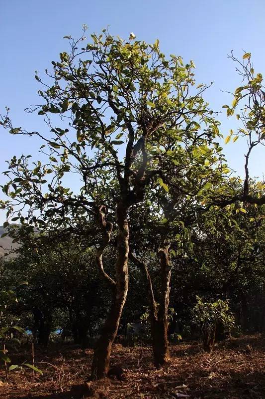 2023年小戶賽古樹春茶多少錢一公斤？