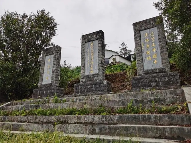 2023年白鶯山古樹春茶品質(zhì)如何？