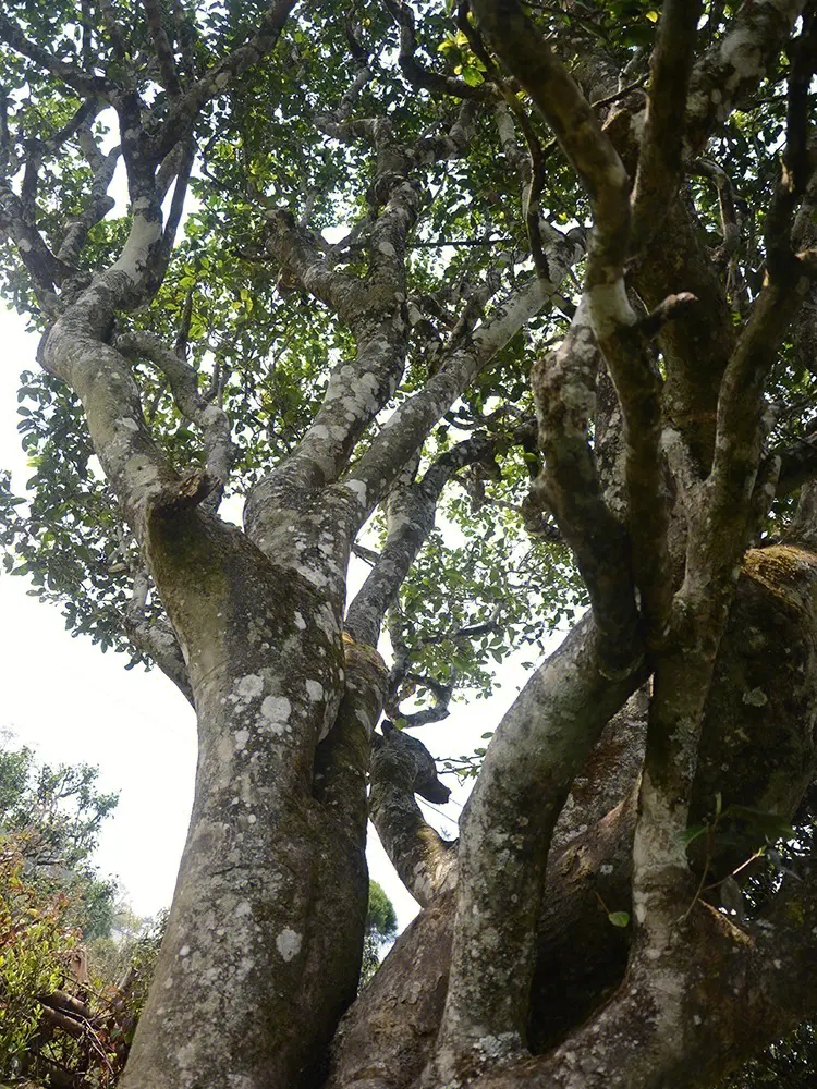 2023年白鶯山古樹春茶多少錢一公斤？