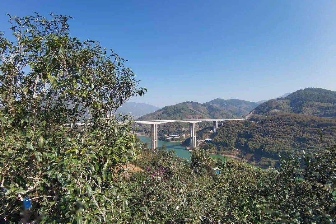 2023年邦東古樹春茶口感怎么樣？