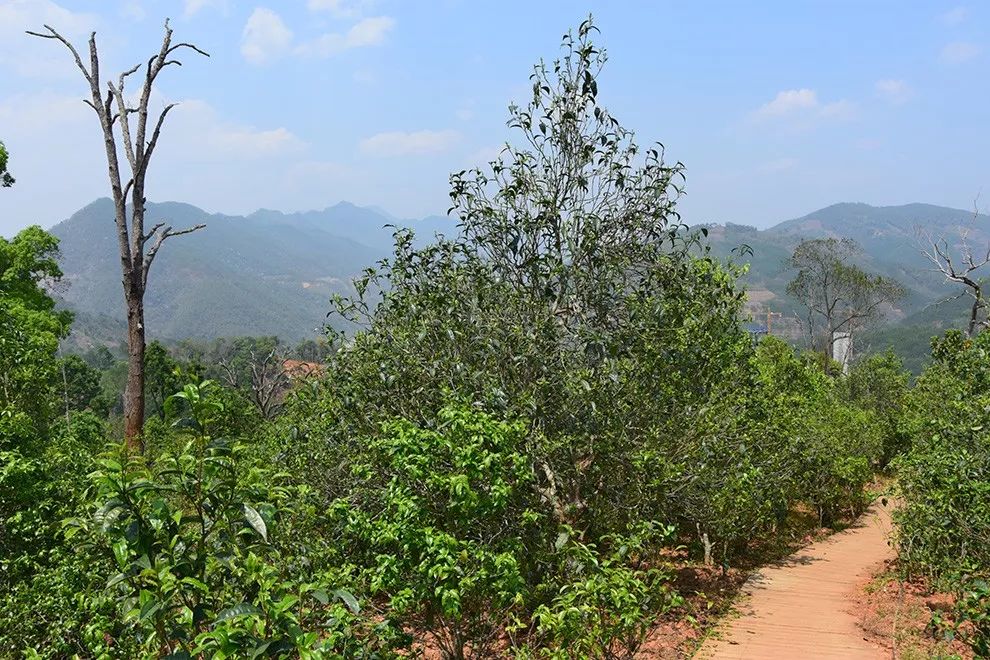 2023年邦東古樹春茶價(jià)格是多少？