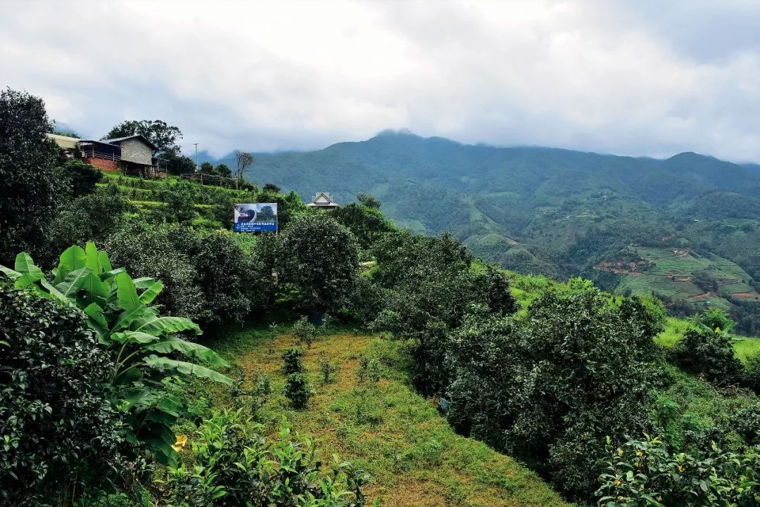 2023年邦東古樹春茶多少一公斤？