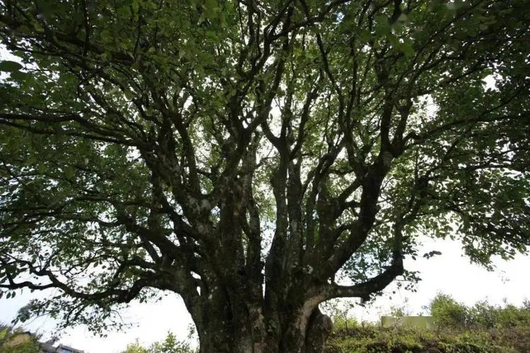 2023年香竹箐古樹春茶品質怎么樣？