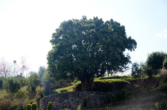 2023年香竹箐古樹春茶特點是什么？
