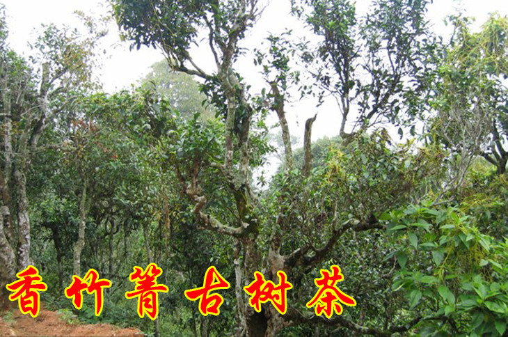2023年香竹箐古樹春茶價格是多少？