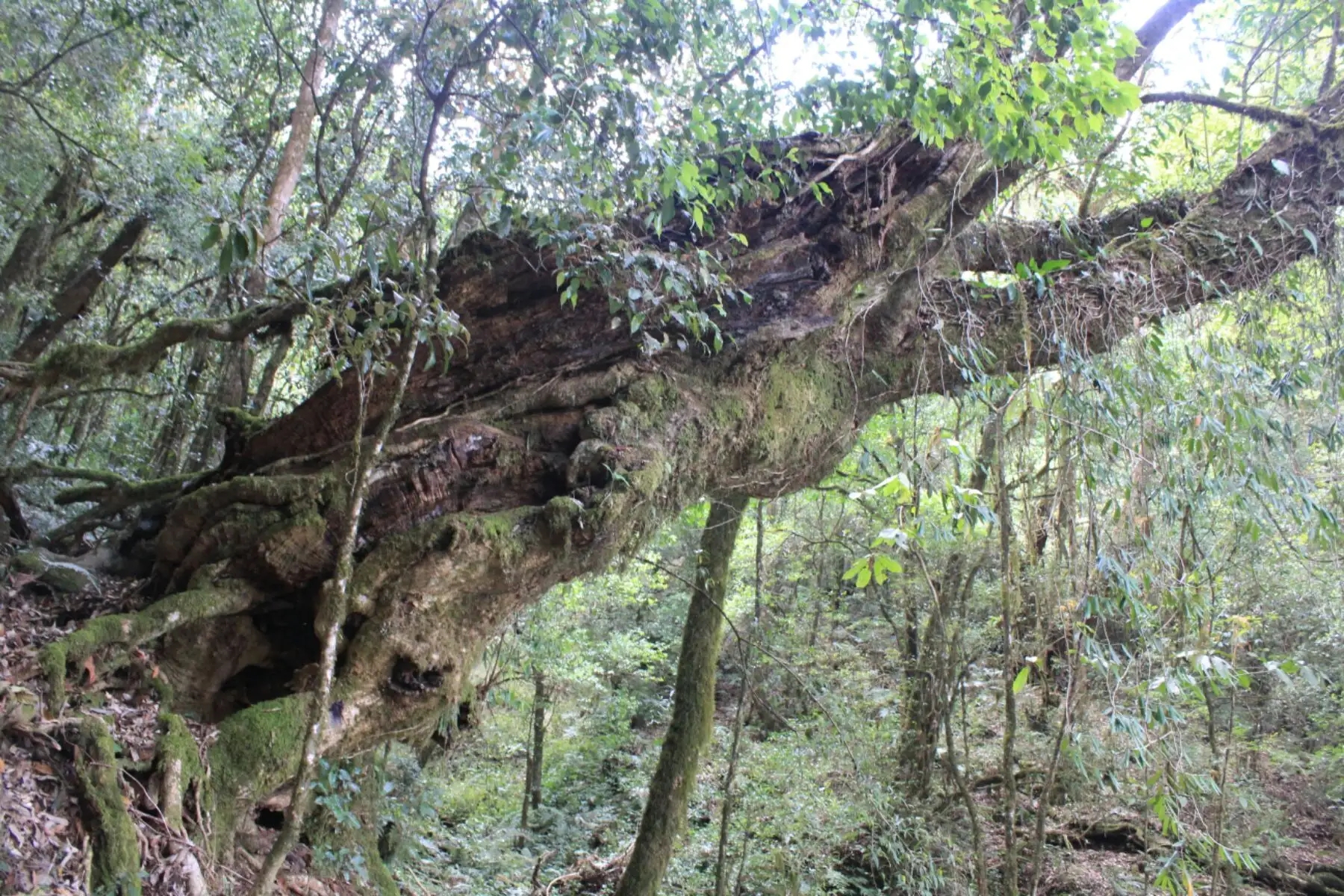 2023年大雪山古樹春茶口感怎么樣？