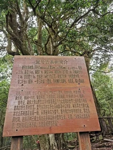 2023年大雪山古樹春茶特點是什么？