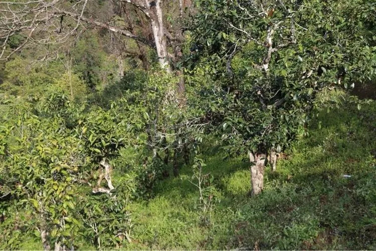 2023年大雪山古樹春茶價(jià)格是多少？