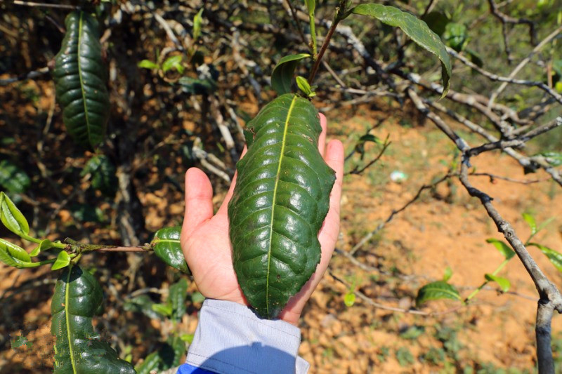 2023年忙肺古樹(shù)春茶品質(zhì)怎么樣？