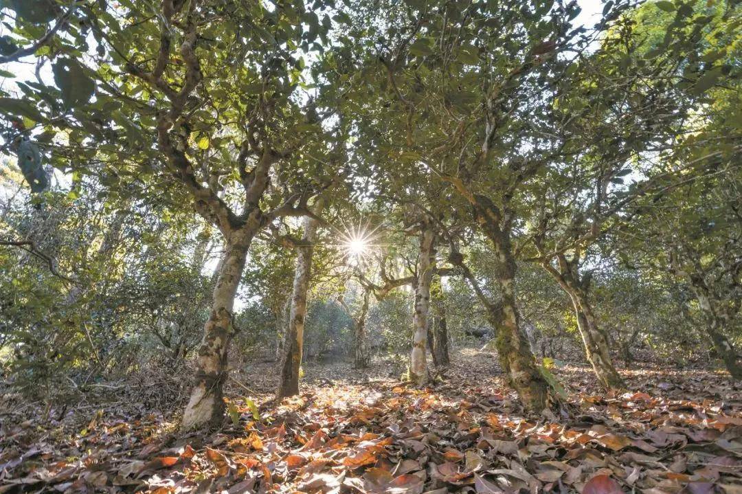 2023年忙肺古樹春茶特點是什么？