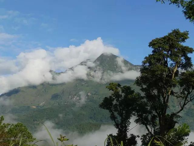 2023年忙肺古樹春茶多少一公斤？