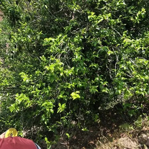 2023年那罕古樹春茶品質(zhì)如何？