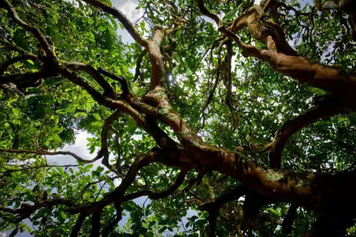 2023年那罕古樹春茶價格是多少？