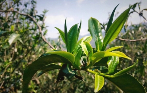 2023年小戶賽古樹春茶品質(zhì)怎么樣？