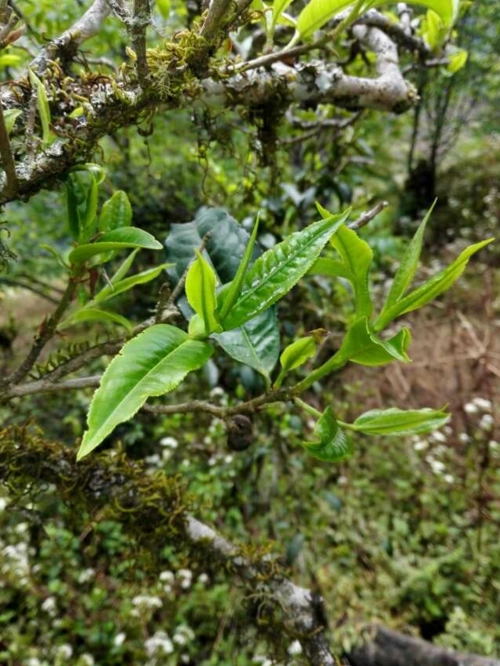 2023年小戶賽古樹春茶特點是什么?