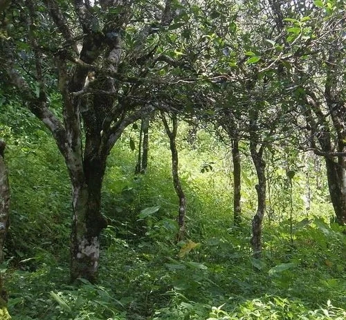 2023年小戶賽古樹春茶價格多少？