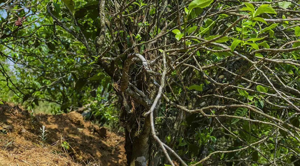 2023年正氣塘古樹春茶特點是什么？