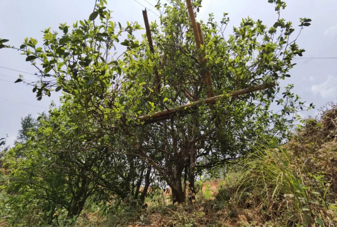 2023年正氣塘古樹春茶價格是多少?