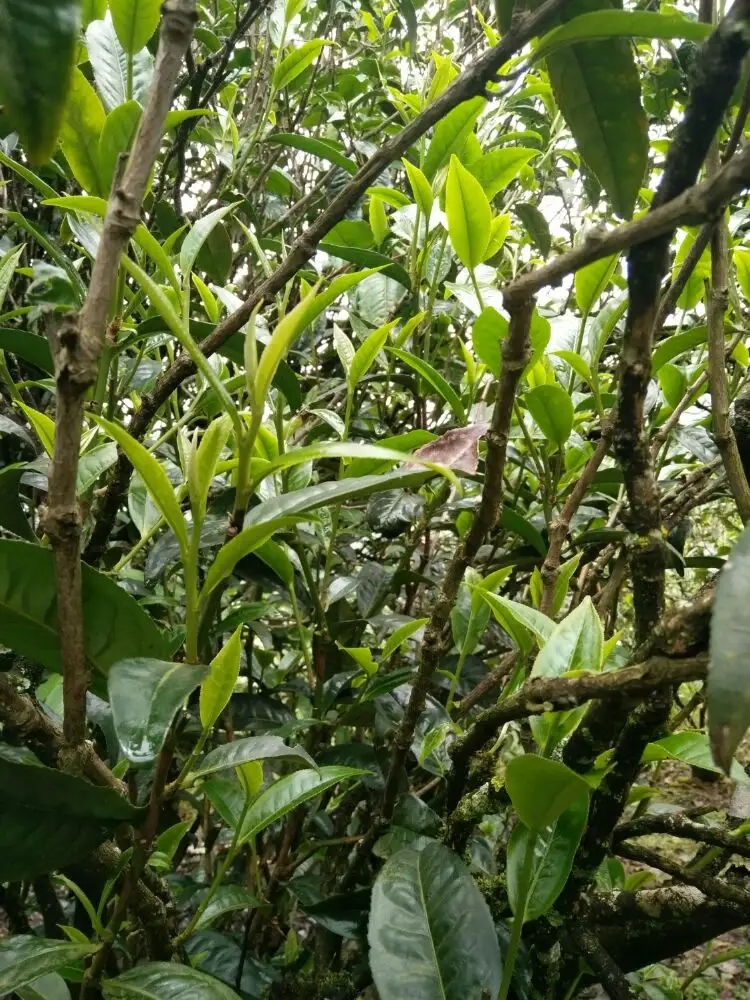 2023年壩糯古樹春茶口感怎么樣？