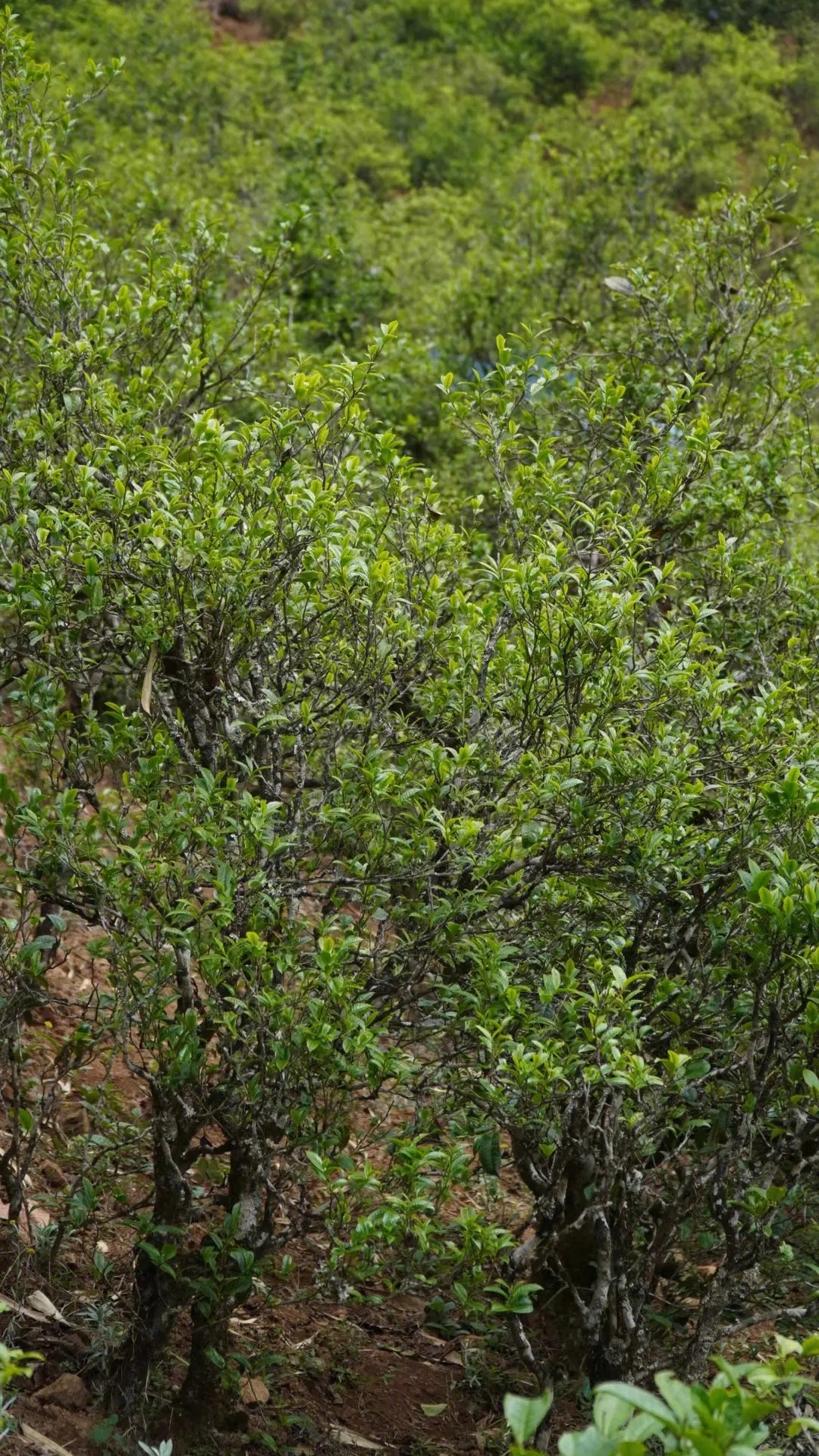 2023年壩糯古樹春茶特點(diǎn)是什么？