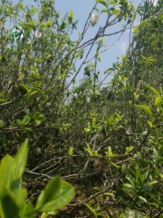 2023年壩糯古樹春茶價格是多少？