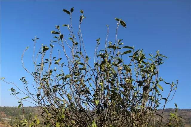 2023年那蕉古樹春茶品質(zhì)如何？