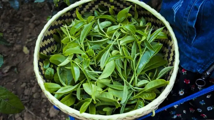 2023年那蕉古樹春茶特點(diǎn)是什么？