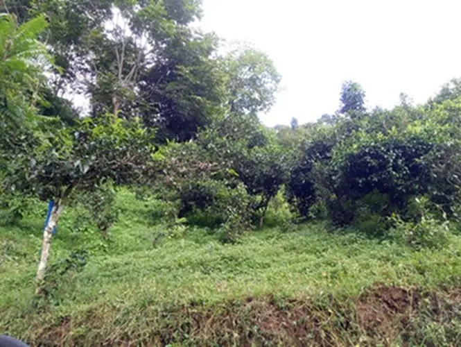 2023年南迫古樹春茶品質(zhì)怎么樣？