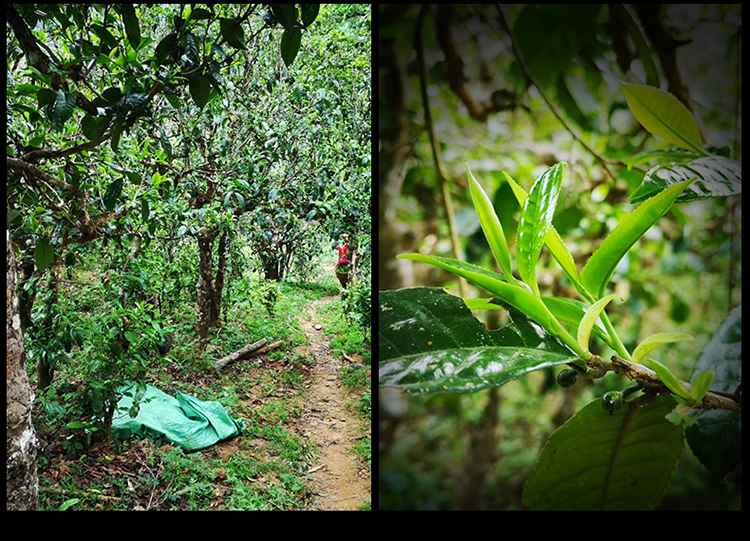 2023年南迫古樹春茶特點是什么？