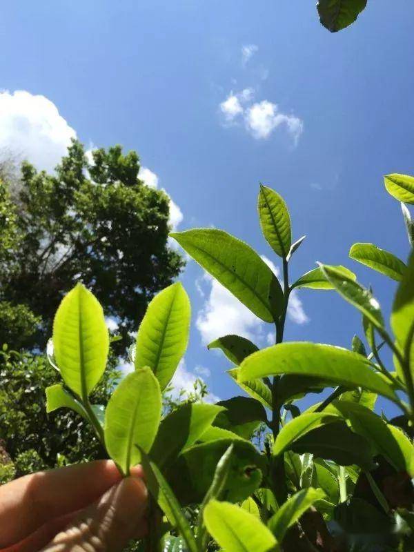 2023年南迫古樹春茶價(jià)格是多少？