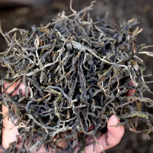 2023年地界古樹(shù)春茶品質(zhì)如何？