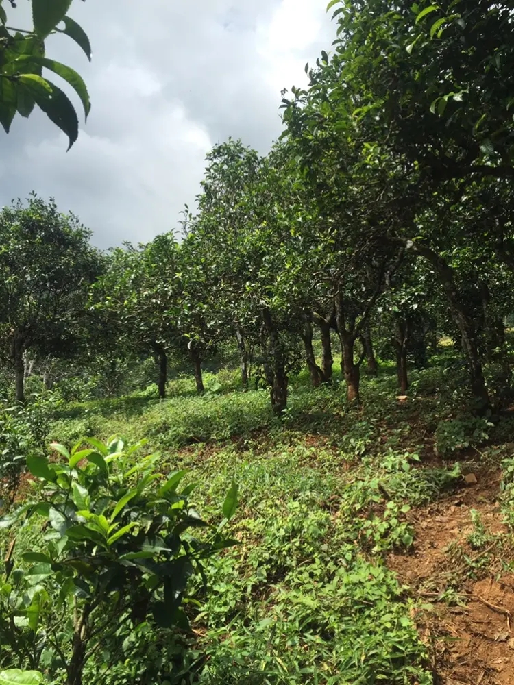 2023年地界古樹(shù)春茶特點(diǎn)是什么？