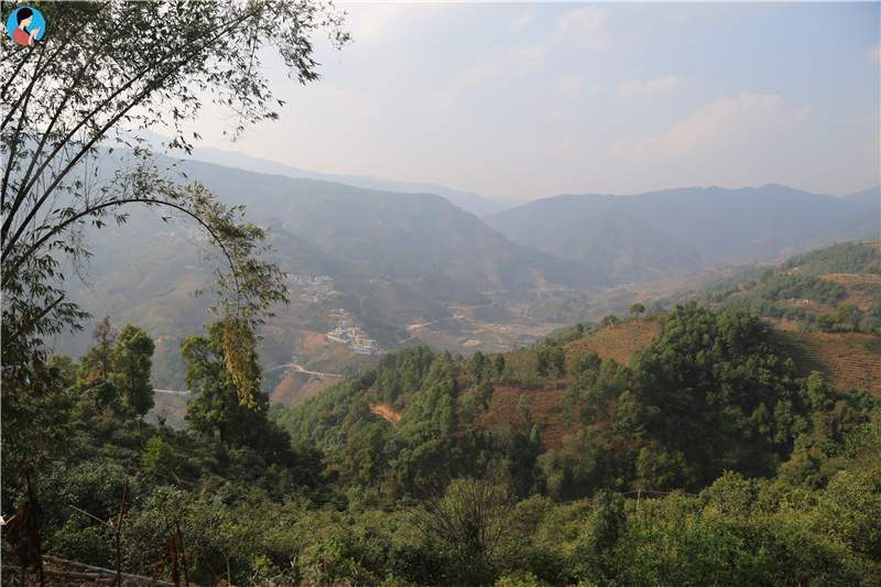 2023年壩歪古樹(shù)春茶品質(zhì)如何？