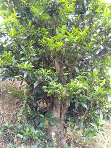 2023年壩歪古樹(shù)春茶口感怎么樣？