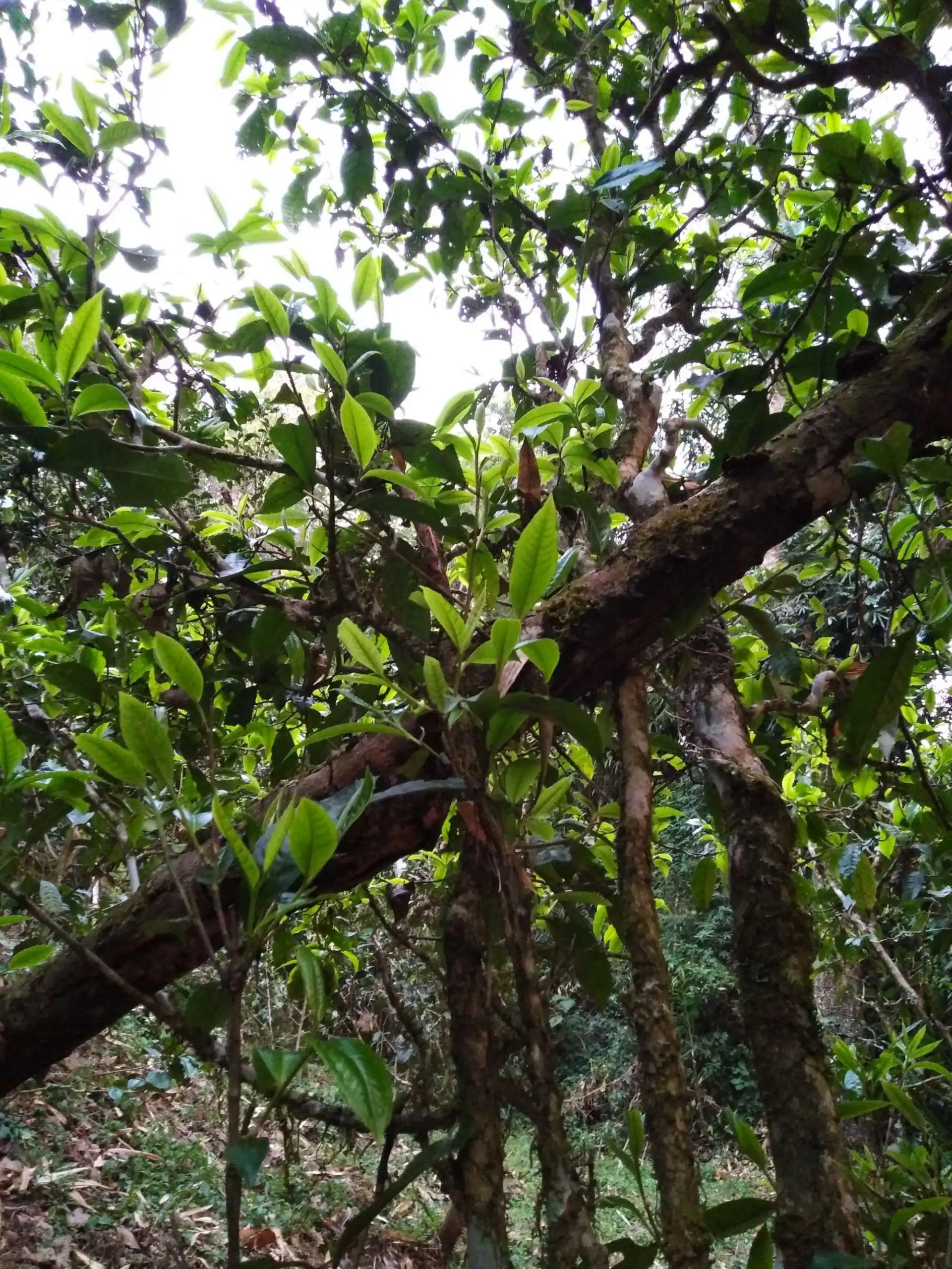 2023年糯伍古樹(shù)春茶品質(zhì)如何？