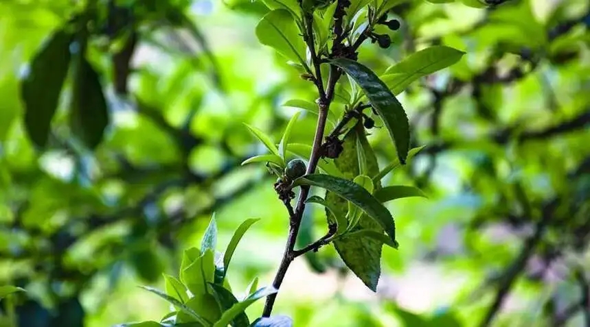 2023糯伍古樹(shù)春茶價(jià)格是多少？