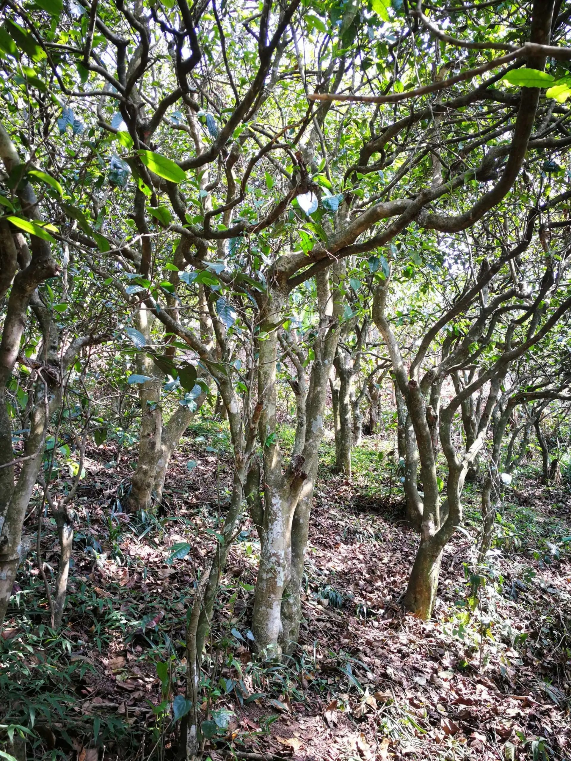 2023年糯伍古樹(shù)春茶多少一公斤？