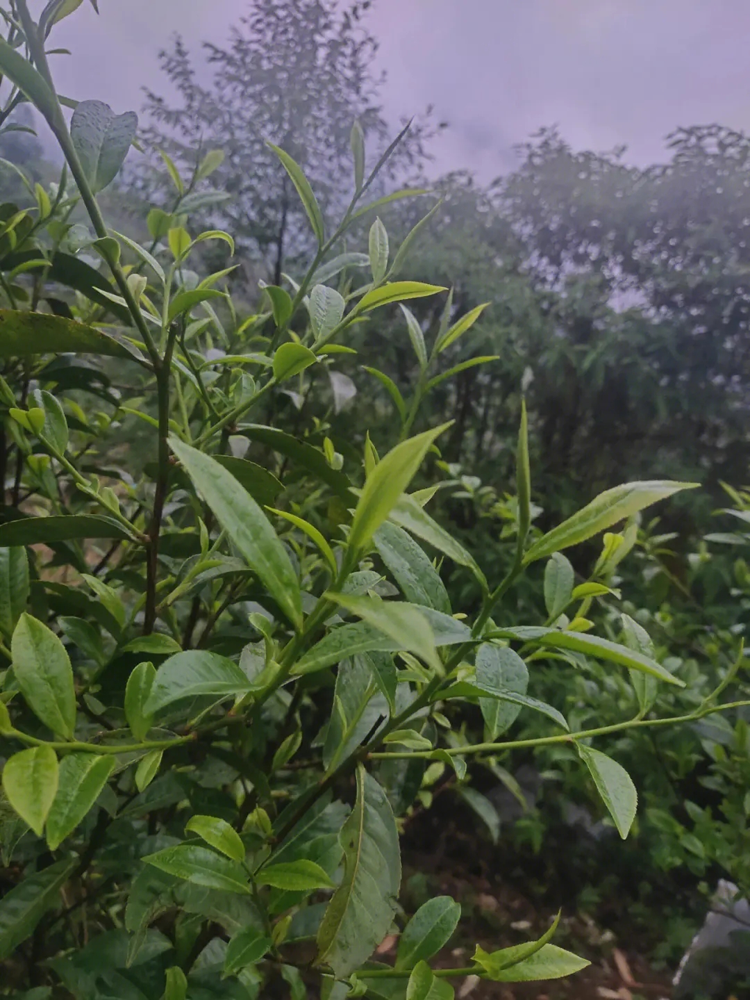 2023年薄荷塘古樹(shù)春茶特點(diǎn)？