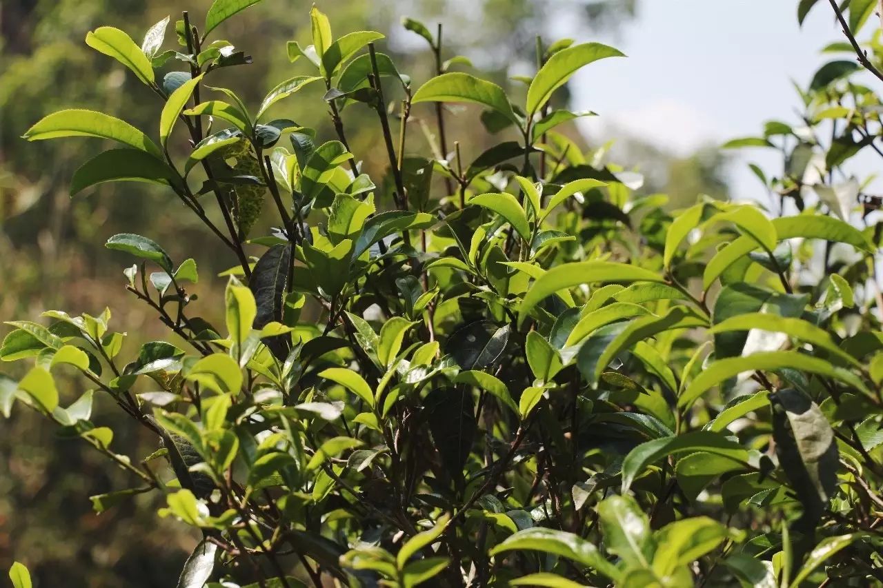 2023年彎弓古樹(shù)春茶品質(zhì)如何？