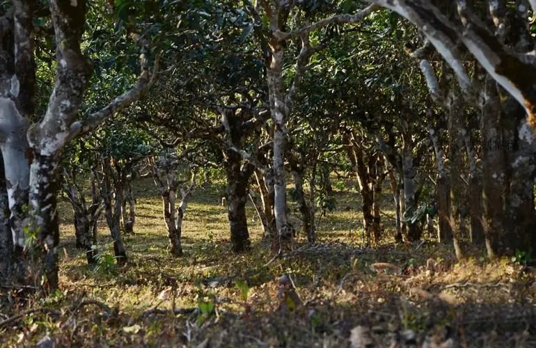 2023年彎弓古樹(shù)春茶特點(diǎn)是什么？