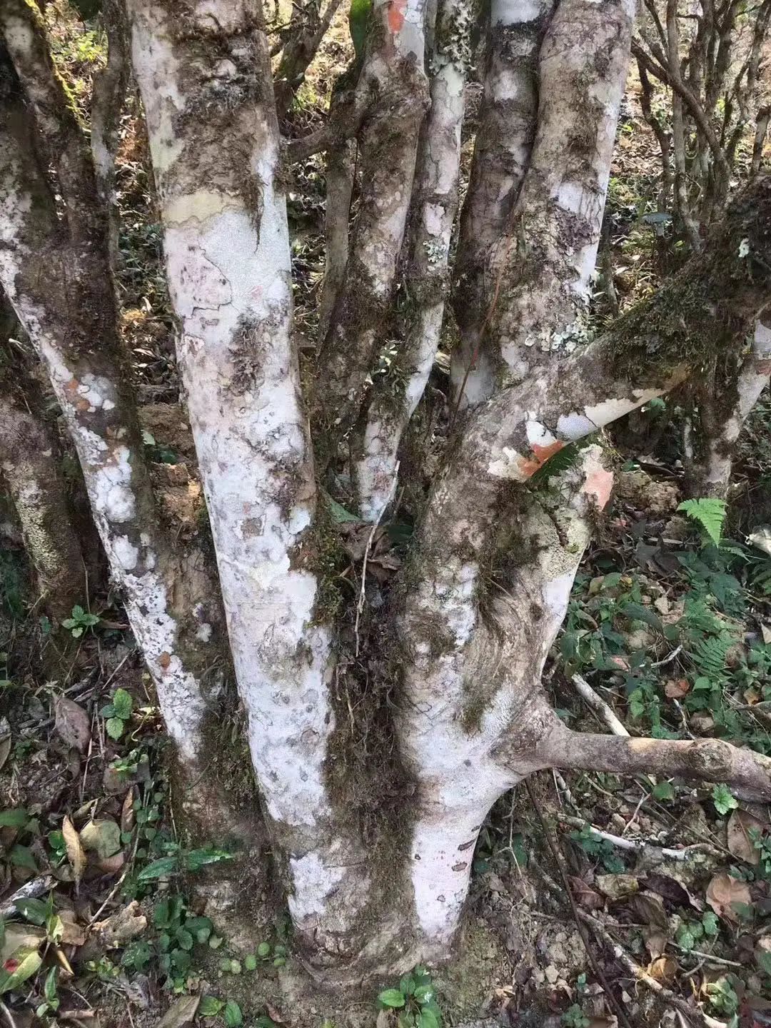 2023年彎弓古樹(shù)春茶口感如何？