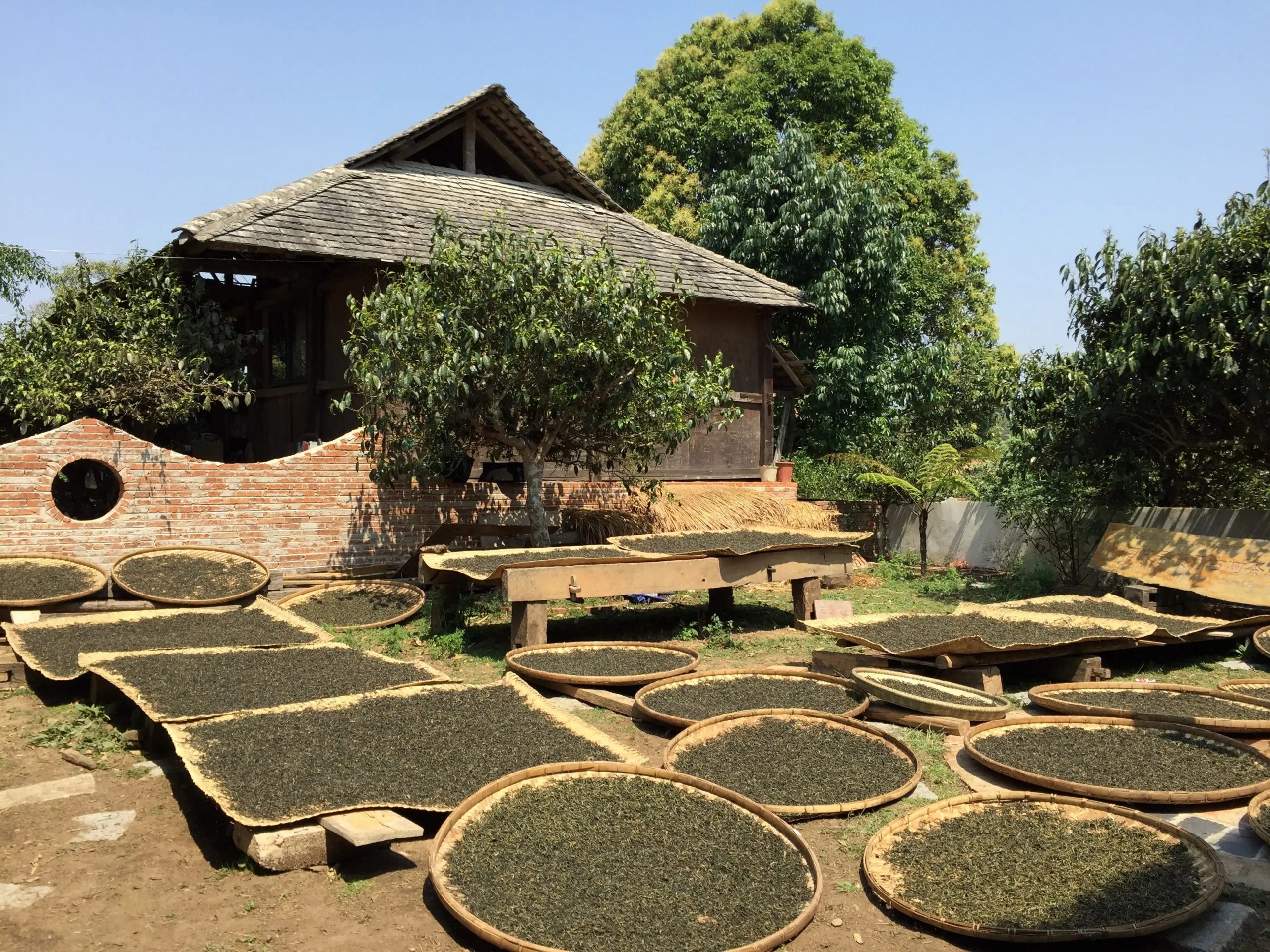 2023年彎弓古樹(shù)春茶多少一公斤？