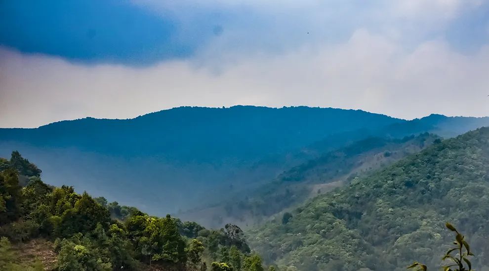 2023年勐庫大忠山古樹春茶品質(zhì)怎么樣？