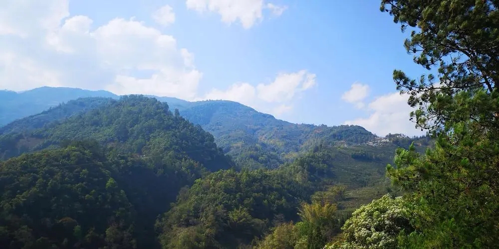 2023年勐庫(kù)豆腐寨古樹(shù)春茶品質(zhì)如何？