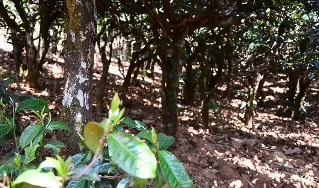 2023年勐庫(kù)豆腐寨古樹(shù)春茶價(jià)格是多少？