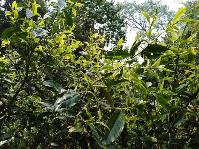 2023年勐庫(kù)河邊寨古樹(shù)特點(diǎn)是什么？